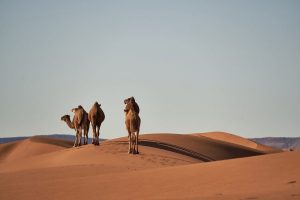 9 días de viaje al mejor desierto desde Marrakech