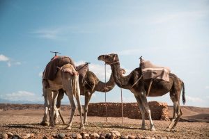 8 días por el desierto desde Tánger