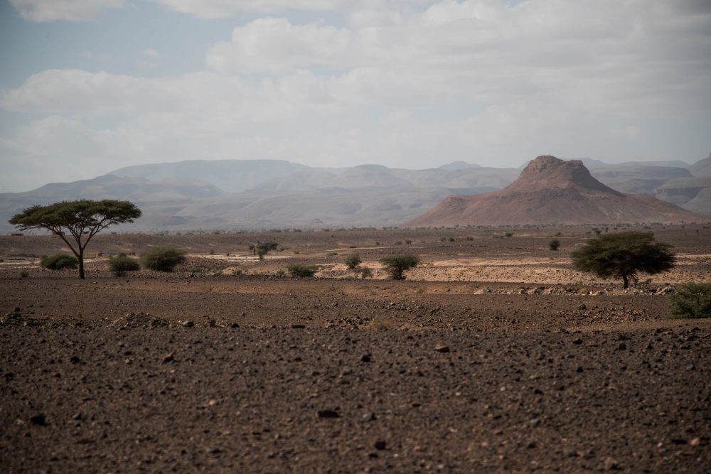 moroccan fossils fossils in Morocco