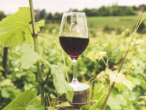 Wine Tasting in Morocco