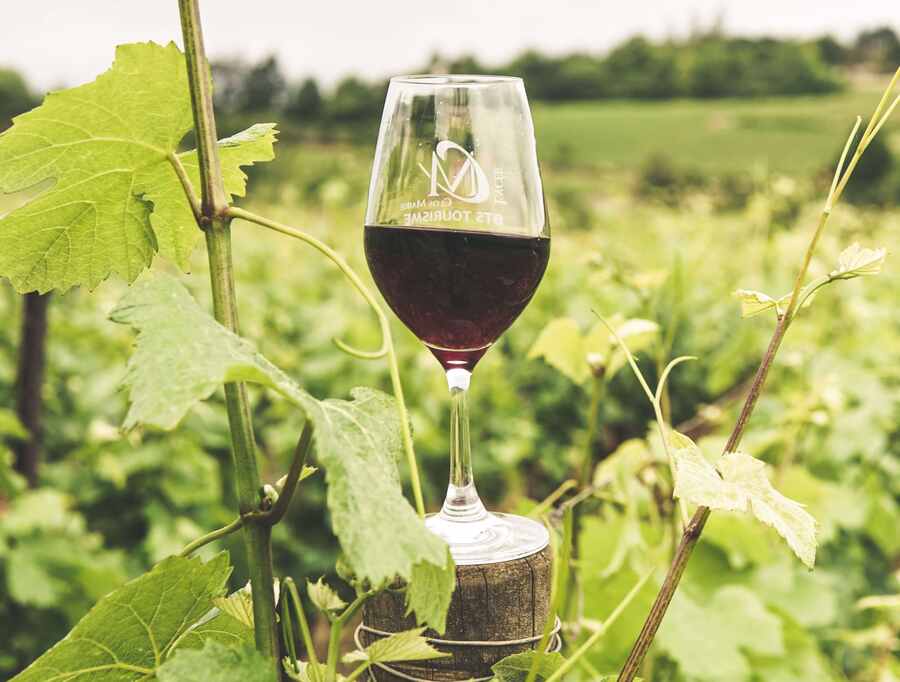 Wine Tasting in Morocco