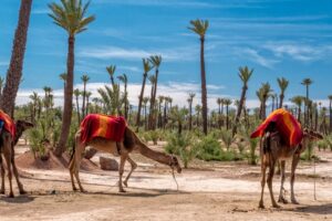 Ride a Camel in the Palmeraie