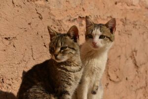 Cats in Marrakech
