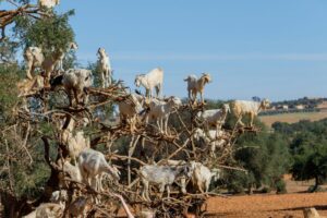 Goats on Argan Trees