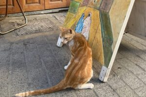 Why Are There So Many Cats in Morocco