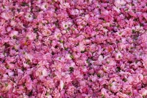 Morocco Rose Festival